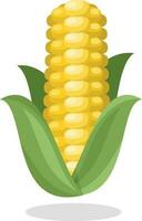 Maize Grain Plant, Isolated Background. vector