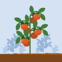 Tomato Garden, Isolated Background. vector