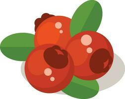 Cranberries, Isolated Background. vector