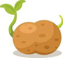 Potato Vegetable, Isolated Background. vector