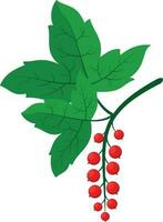 Redcurrant, Isolated Background. vector