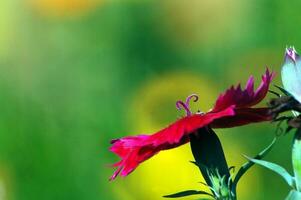 The red flowers bloom until the stamens are clearly visible against the blurred green-yellow background. photo