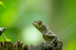 Natural lizard perched on a branch in the garden, pleasant green background photo