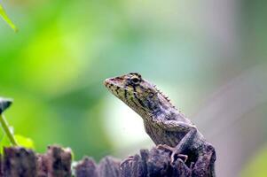 Natural lizard perched on a branch in the garden, pleasant green background photo