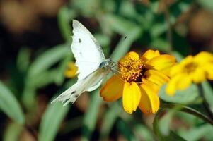 Butterfly perched on a flower pollinating yellow flowers, green dissolving background. photo