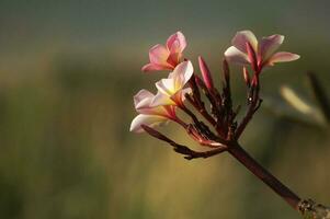 Frangipani flowers are blooming in the warm morning light. photo