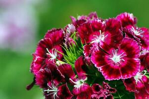 The red flowers bloom until the stamens are clearly visible against the blurred green background with leaves inserted in the middle of the bouquet. photo