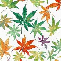 Colorful cannabis leaves pattern on white background. photo