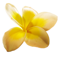 icon of petal flower png