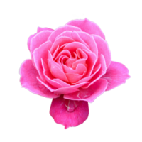 icon of petal flower png