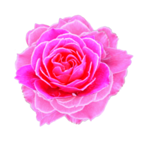 icon of petal flower png