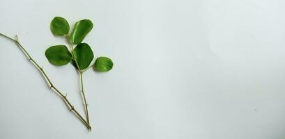 daun bidara o ziziphus mauritiana aislado en un blanco antecedentes. bidara es uno tipo de hierba ese tiene muchos beneficios para salud y belleza. foto