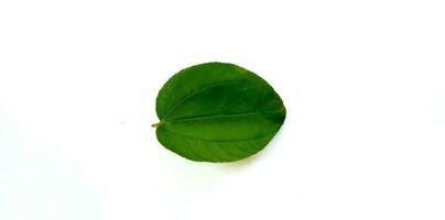 Daun Bidara or Ziziphus Mauritiana isolated on a white background. Bidara is one type of herb that has many benefits for health and beauty. photo