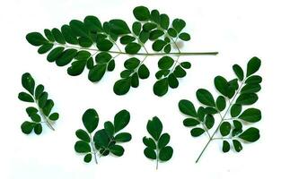 branch of green moringa leaves or daun Kelor, tropical herbs isolated on white background photo