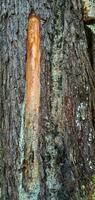 The process of taking sap or latex from rubber trees. Rubber plantation, Indonesia. Rubber tree trunk or pohon karet. photo