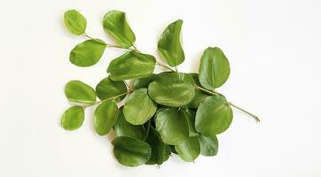 Daun Bidara or Ziziphus Mauritiana isolated on a white background. Bidara is one type of herb that has many benefits for health and beauty. photo