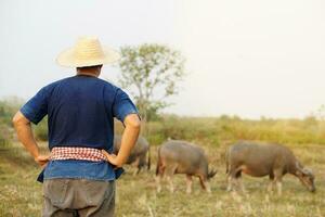 Back view of Asian man farmer wears hat, blue shirt, stands at animal farm. Concept, livestock.Thai farmers raise and take care buffalos as economic and export animals. photo