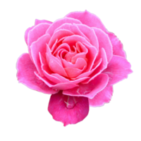 icon of petal flower png