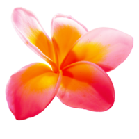 icon of petal flower png