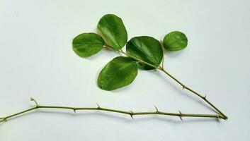 Daun Bidara or Ziziphus Mauritiana isolated on a white background. Bidara is one type of herb that has many benefits for health and beauty. photo