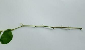 Daun Bidara or Ziziphus Mauritiana isolated on a white background. Bidara is one type of herb that has many benefits for health and beauty. photo