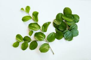 daun bidara o ziziphus mauritiana aislado en un blanco antecedentes. bidara es uno tipo de hierba ese tiene muchos beneficios para salud y belleza. foto