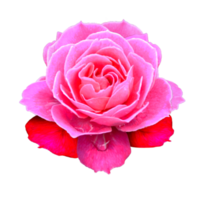 icon of petal flower png