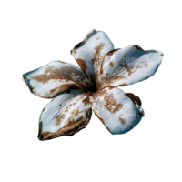 icon of petal flower png