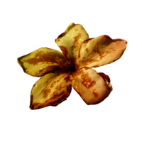 icon of petal flower png