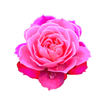 ikon av kronblad blomma png