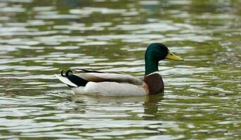 Duck swimming in the lake photo