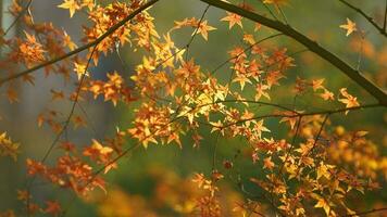 The autumn view with the yellow golden leaves on the trees in autumn photo