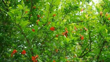 The beautiful flowers blooming in the garden in the warm season photo