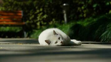 One cute cat having a rest in the yard photo