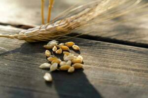 ears of wheat on a wooden table with grain photo