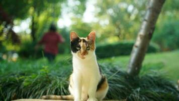 One cute cat having a rest in the yard photo