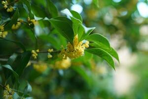 The beautiful flowers blooming in the garden in the warm season photo