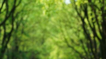 The blurred spring view with the bright sunlight and green trees as background photo