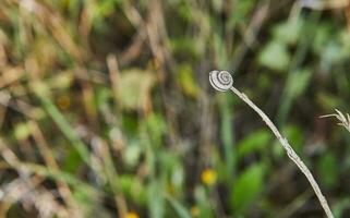 Forest snail on branch against the background of grass in bokeh photo