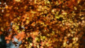 The blurred autumn view with the yellow golden leaves on the trees in autumn photo