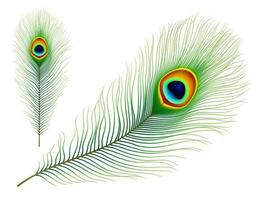 Peacock bird isolated realistic vector feather