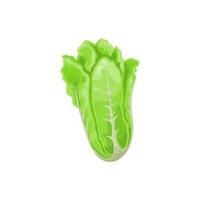 Romaine lettuce isolated Napa peking cabbage food vector