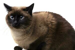 Thai or Siamese cat on a white background. A beautiful animal. photo