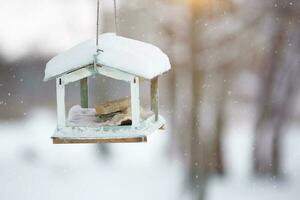 pájaro alimentador con rebanadas de un pan en el antecedentes de un invierno paisaje. foto