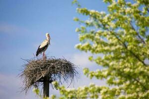 Stork in the nest against the blue sky. photo