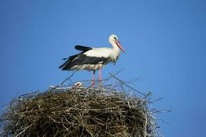 Stork in the nest against the blue sky. photo