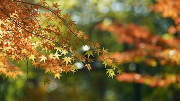 The autumn view with the yellow golden leaves on the trees in autumn photo