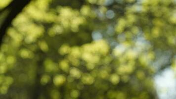 The blurred spring view with the bright sunlight and green trees as background photo