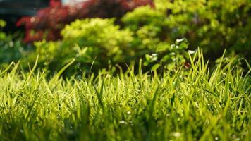 The wild grass growing well after people leaving them alone for a long time in the city photo