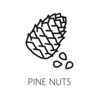 Pine nuts and cone or conifer outline icon vector